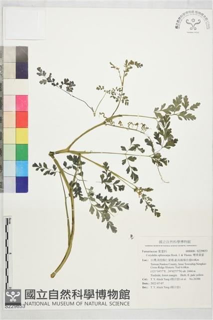 彎果黃菫藏品圖，第1張