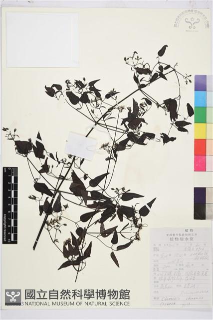 威靈仙藏品圖，第1張