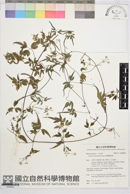 臺灣鐵線蓮藏品圖，第1張