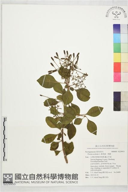 腺果藤、刺藤藏品圖，第1張