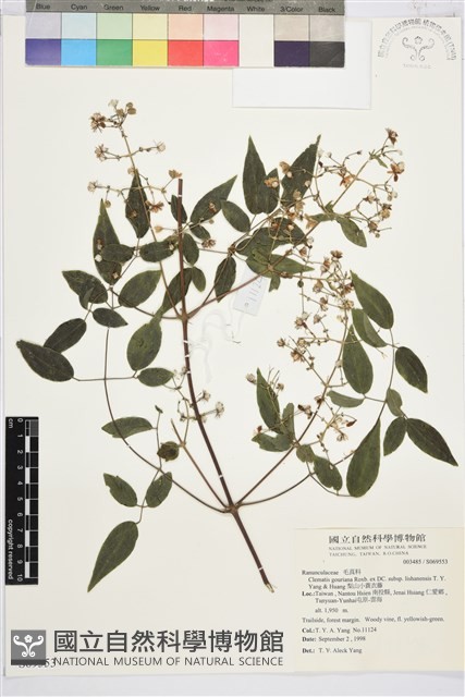 梨山小蓑衣藤藏品圖，第2張