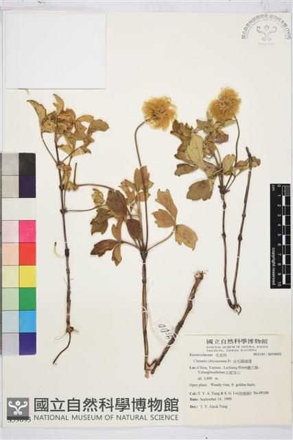 金毛鐵線蓮藏品圖，第1張