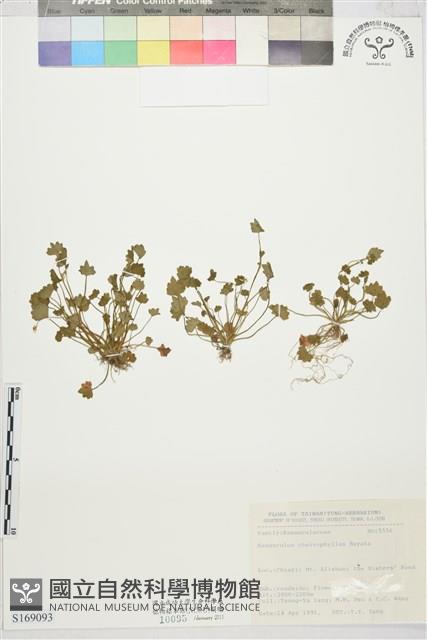 掌葉毛茛藏品圖，第1張