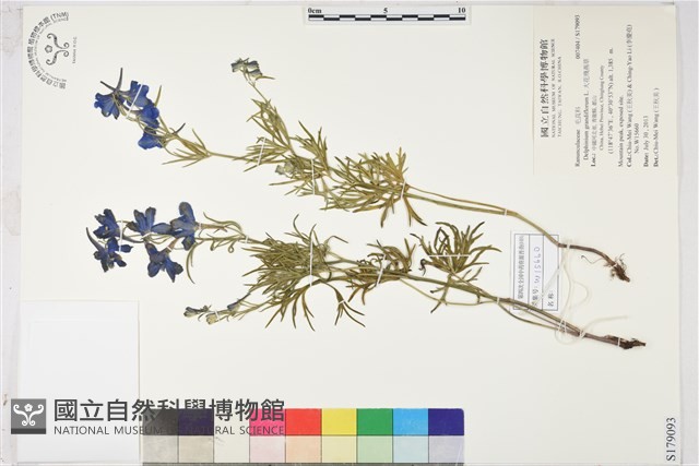 大花飛燕草藏品圖，第1張