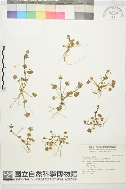 Accession Number:S028293 Collection Image