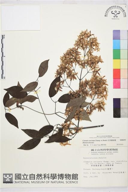 柱果鐵線蓮藏品圖，第1張