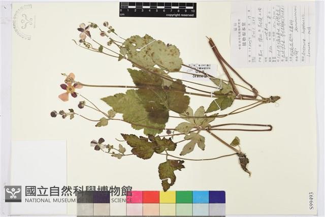 打破碗花花藏品圖，第1張