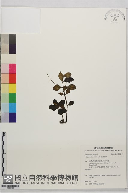 紅莖椒草藏品圖，第1張