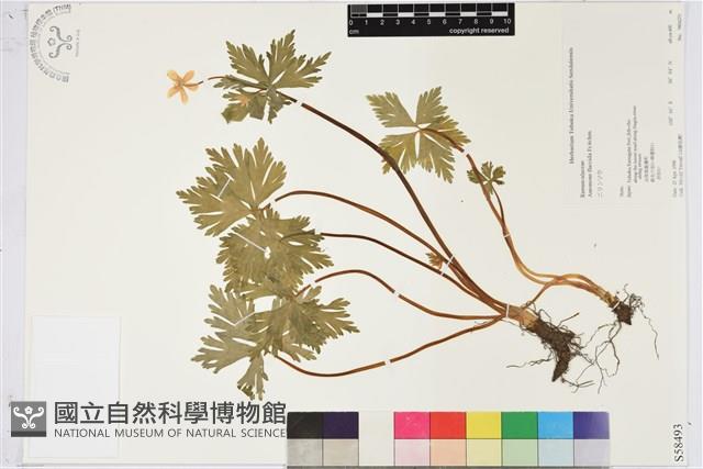 鵝掌草藏品圖，第1張