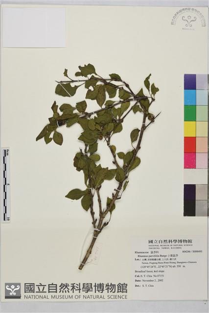 小葉鼠李藏品圖，第1張