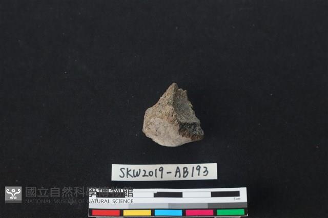 獸骨藏品圖，第1張