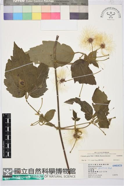 串鼻龍藏品圖，第1張