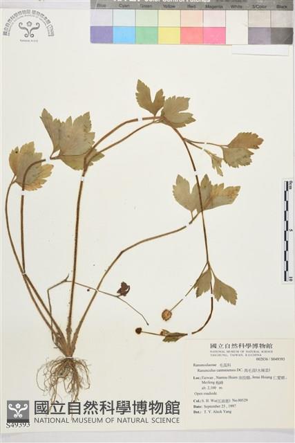 水辣菜、禺毛茛藏品圖，第1張