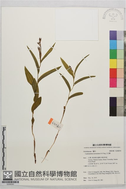 立花蘭藏品圖，第1張