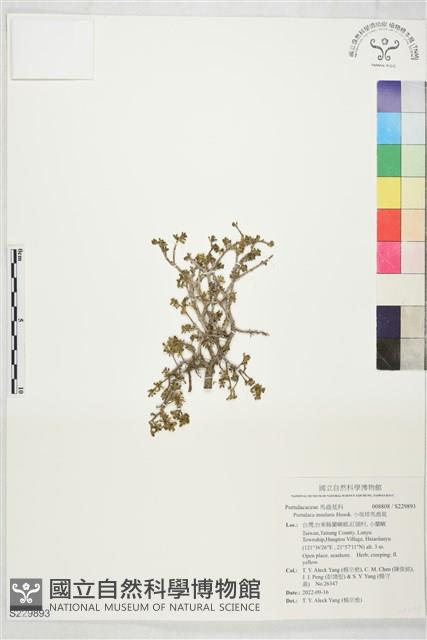 小琉球馬齒莧藏品圖，第1張