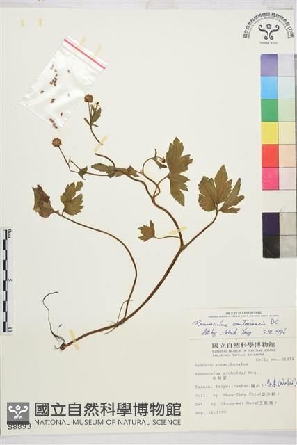 水辣菜、禺毛茛藏品圖，第1張