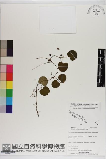 苞花蔓藏品圖，第1張