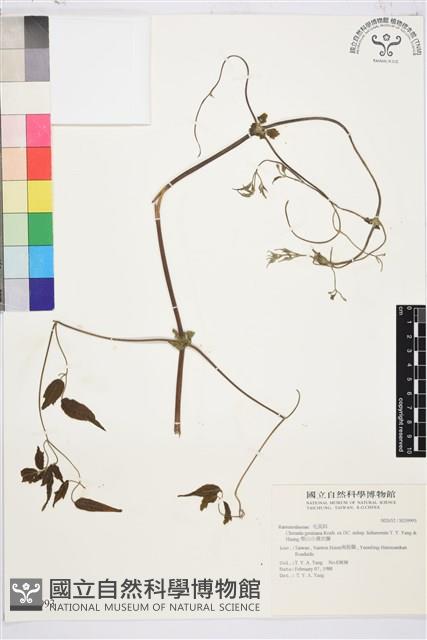 梨山小蓑衣藤藏品圖，第2張