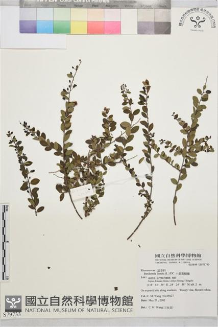 小葉黃鱔藤藏品圖，第1張