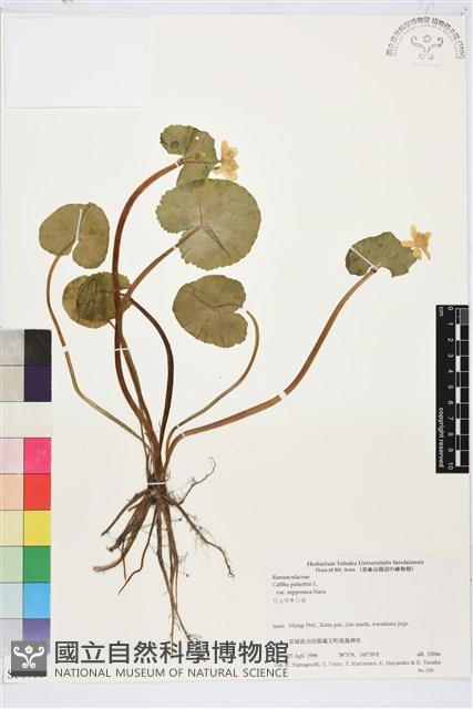 登錄號:S058733藏品圖，第1張