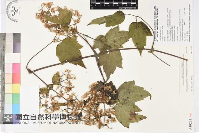 串鼻龍藏品圖，第1張