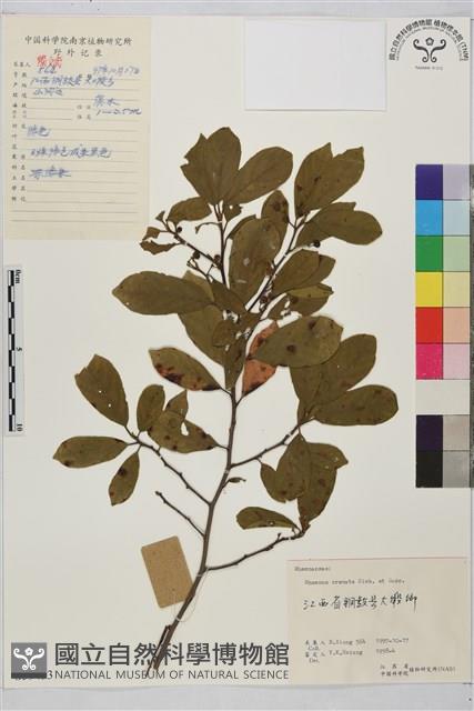 鈍齒鼠李藏品圖，第2張