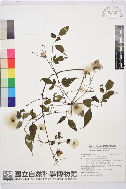 小木通藏品圖，第1張
