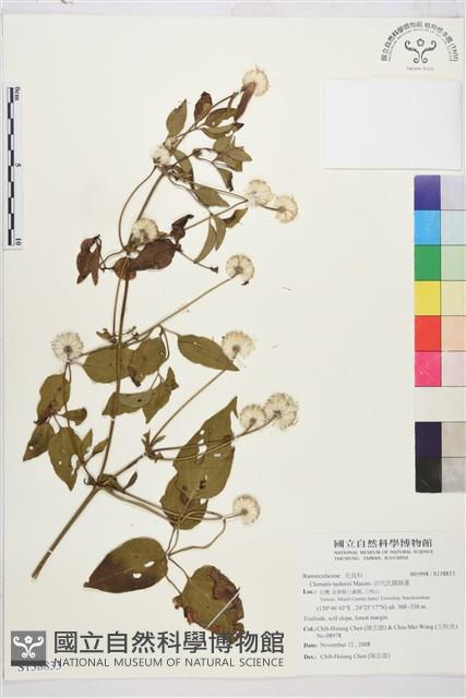 田代氏鐵線蓮藏品圖，第1張