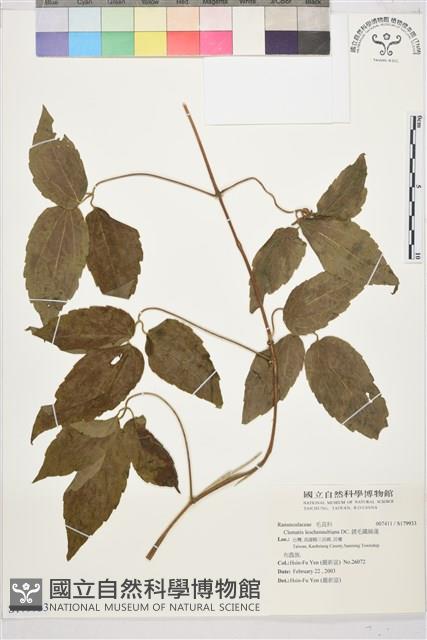 銹毛鐵線蓮藏品圖，第1張