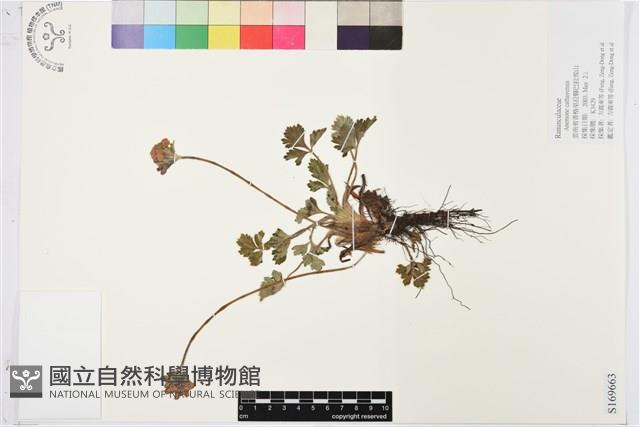 銀蓮花藏品圖，第1張