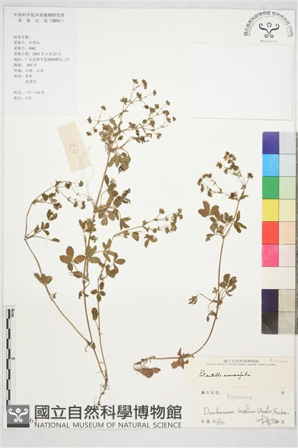 登錄號:S128663藏品圖，第1張