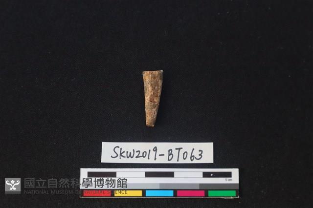 尖狀器藏品圖，第1張