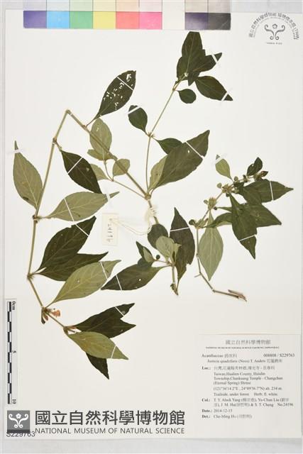 花蓮爵床藏品圖，第1張