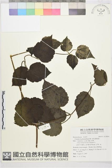 銹毛鐵線蓮藏品圖，第1張