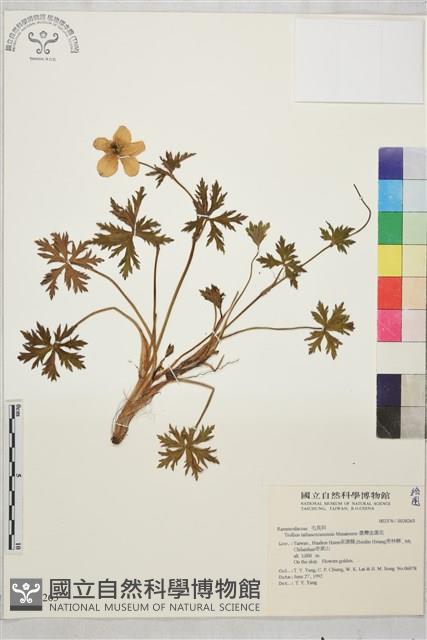 臺灣金蓮花藏品圖，第1張