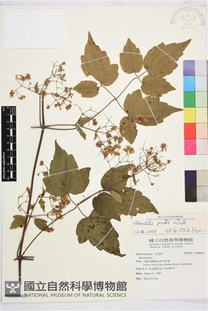 串鼻龍藏品圖，第1張