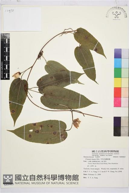 亨利氏鐵線蓮藏品圖，第1張