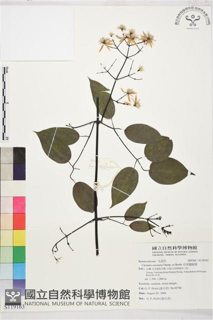 柱果鐵線蓮藏品圖，第1張