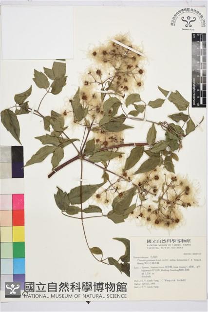梨山小蓑衣藤藏品圖，第1張