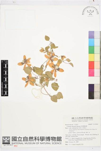 屏東鐵線蓮藏品圖，第1張