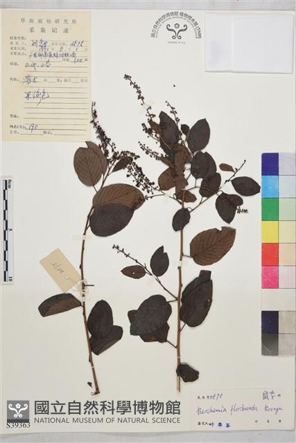 多花勾兒茶, 多花黃鱔藤藏品圖，第1張