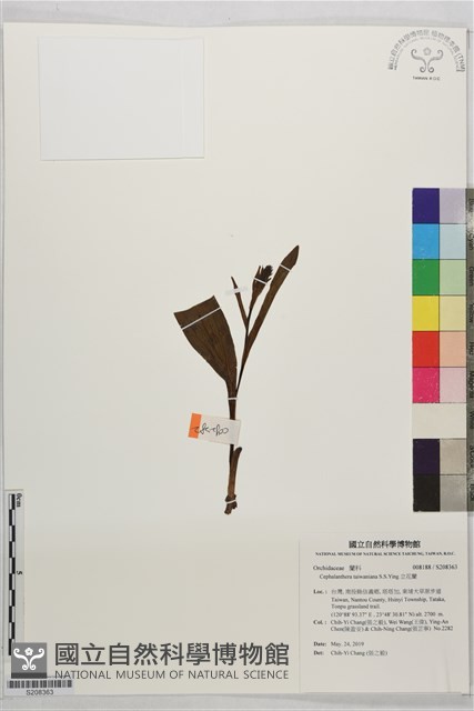 立花蘭藏品圖，第1張