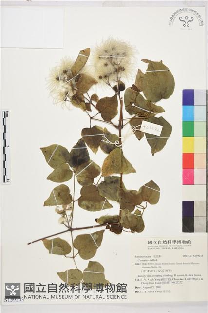 葡萄葉鐵線蓮藏品圖，第1張