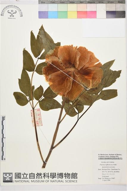 牡丹藏品圖，第1張