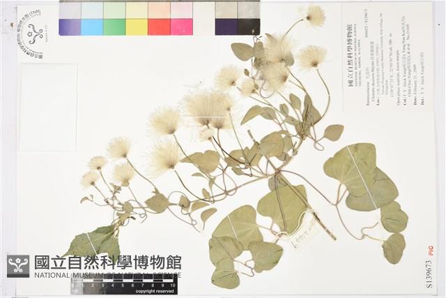 屏東鐵線蓮藏品圖，第1張