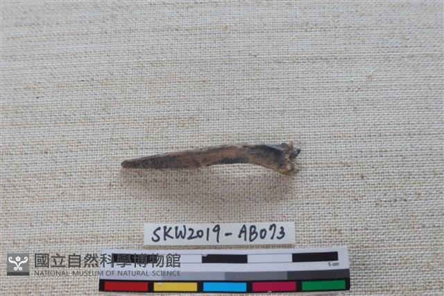 魚骨藏品圖，第1張