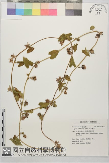 白花牽牛藏品圖，第1張