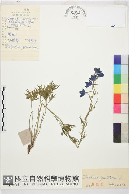 大花飛燕草藏品圖，第1張