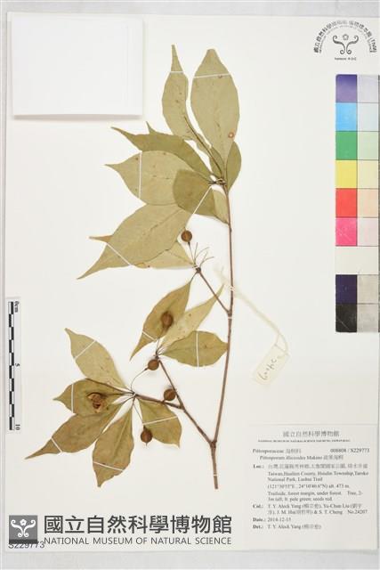 疏果海桐藏品圖，第1張