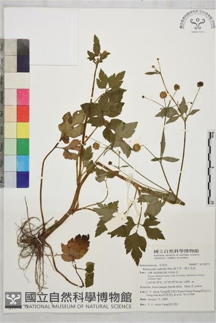 辣子草、揚子毛茛藏品圖，第1張